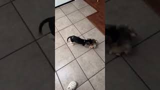 Video preview image #1 Beagle Puppy For Sale in Dunnellon, FL, USA