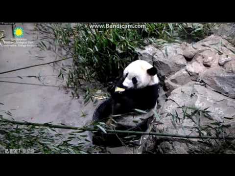 2017.05.18 BEI BEI AND A FRUIT FROZEN