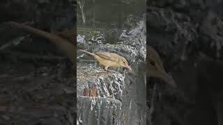 Download lagu Burung Kerak Basi Alis Putih Isi Mini Aviary mp3