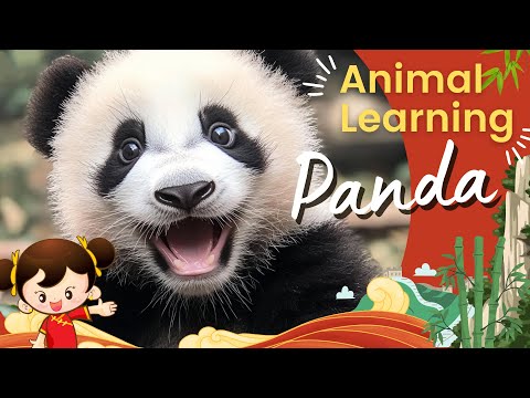 Panda For Kids | Panda 101 | Cute Panda Learning Videos | Panda Fun Facts 🐼😎
