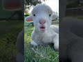 Cute Sheep Enjoy Shorts