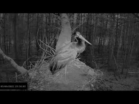 Bociany czarne online 2022 - Pierwsza noc na gnieździe 7.04.2022