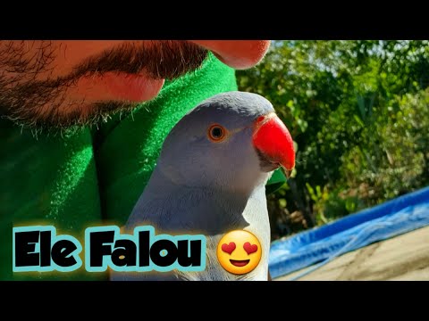 TREINANDO RING NECK - VIOLA COMEÇOU A FALAR