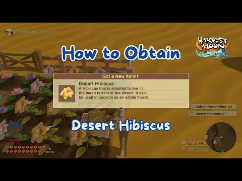 How to Obtain Desert Hibiscus in Harvest Moon The Wind Of Anthos #harvestmoonthewindsofanthos