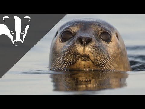 The Essex Coastal Challenge - The Kentish Knock East Marine Conservation Zone