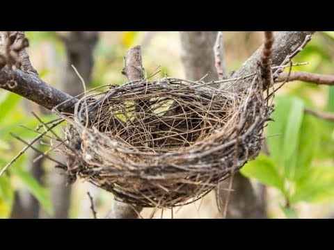 Lembrança video