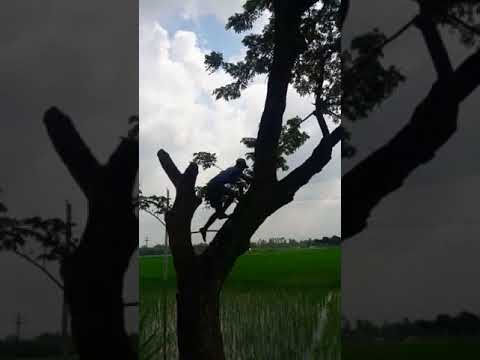 পার্চিংকরণে ডাল কাটার কৌশল