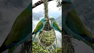 Download lagu Mahakarya Seekor Burung Kecil Mulai Terbentuk. #DokumenterSatwaLiar #rekayasaalam #burung mp3