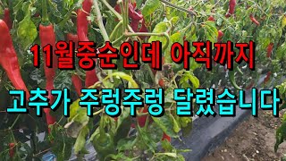 11월중순인데 아직 고추나무가 파란색을 띠고 있습니다