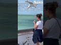 VERY Sneaky Seagull Swipes Snack From Unsuspecting Woman