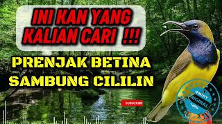 Download lagu MASTERAN SOGON MATERI PRENJAK BETINA SAMBUNG CILILIN #sogon #sogongacor #sogokontong mp3 Download lagu MASTERAN SOGON MATERI PRENJAK BETINA SAMBUNG CILILIN #sogon #sogongacor #sogokontong mp3