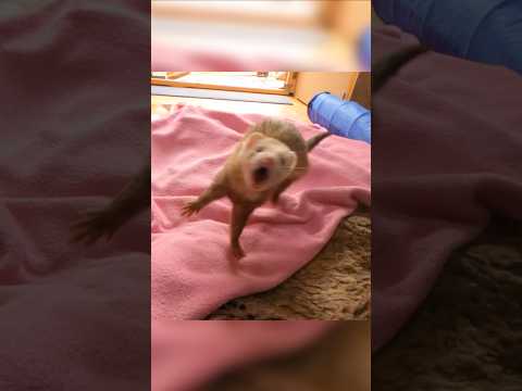 Pet Ferret PROS & CONS