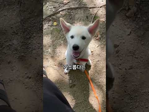 반려견 와이어를 자른 자칭 동물보호단체