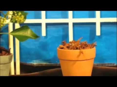 Bill Kezelos drum session for Linda Wood