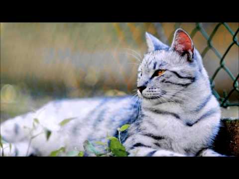 Abnormal Noize ft. Mr. Shammi - Blurt Out [Free Download]