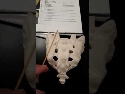 posterior view of sacrum
