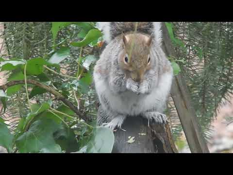 Squirrels. Episode 154.