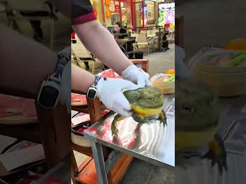 Mang thú cưng đi ăn lẩu và cái kết