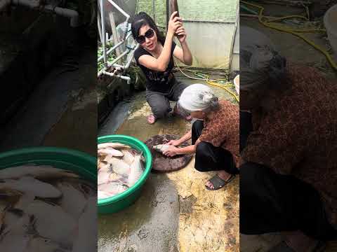 Trò đùa đập cá hài hước cùng hai bà cháu #viral #shorts