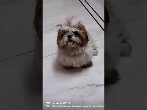 Zalim nazar hata le 😂❤️ #shorts #doglovers #viral