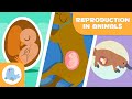 REPRODUCTION IN ANIMALS SEXUAL And ASEXUAL OVIPAROUS VIVIPAROUS OVOVIPAROUS