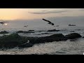 Seagulls Feeding At Mirbat Beach August 2020