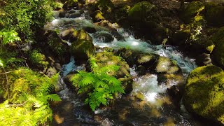 10 Minutes Relax - Flowing Forest Stream with Mossy Rocks and Ferns 🌿💧