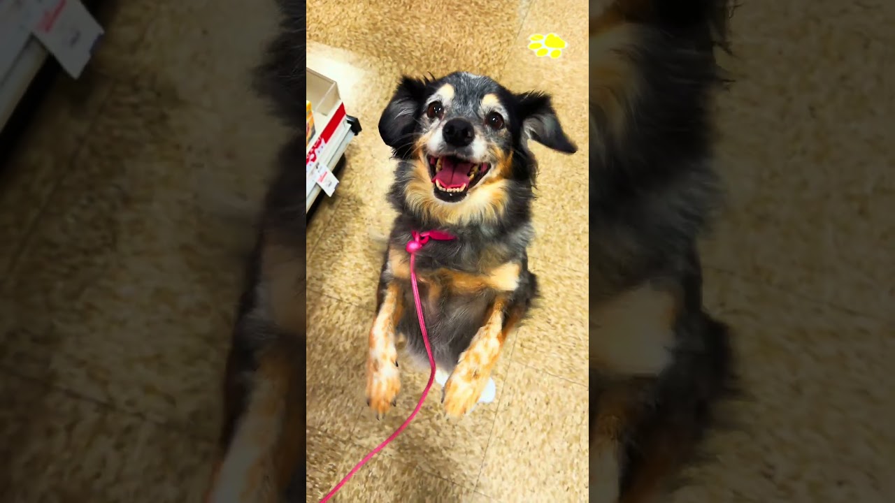 Cashew , a ADOPTABLE mixed breed in Goodyear, AZ video 6/6