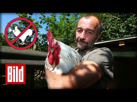 Hahn darf erst ab 7.00 Uhr krähen - Schreiben vom Rechtsanwalt