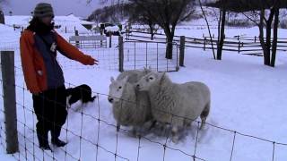 preview picture of video '【Sheepdog Show in winter】冬の牧羊犬ショー@えこりん村・北海道恵庭市 2013/1/26'