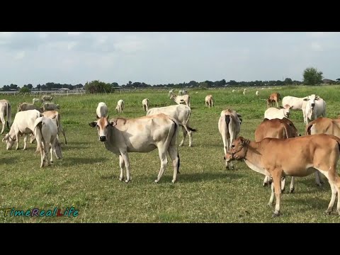 , title : 'カンボジア驚くばかりの牛の繁殖2017年に牛を飼育する方法null'
