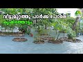 വീട്ടുമുറ്റത്തു പാർക്ക് പോലെ കൃഷിത്�