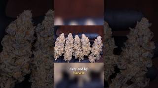 Patience & Consistency  Perfecting Your Harvest  #organicgardening