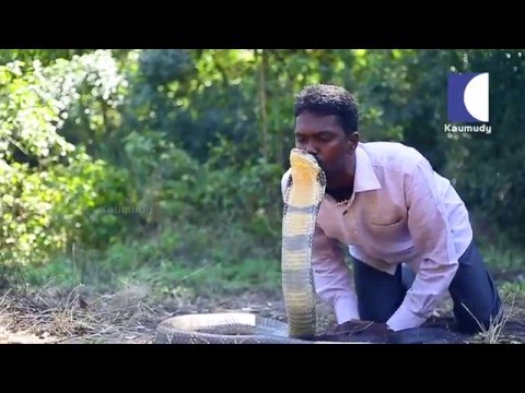 Vava Suresh Kissing the Deadliest Snake - The King Cobra !! in Kerala | Snake Master | Kaumudy TV