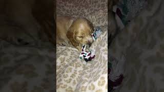 American Cocker Spaniel Puppies Videos