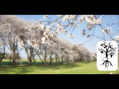 Alte Obstbäume schneiden - Teil 2 die Blüte