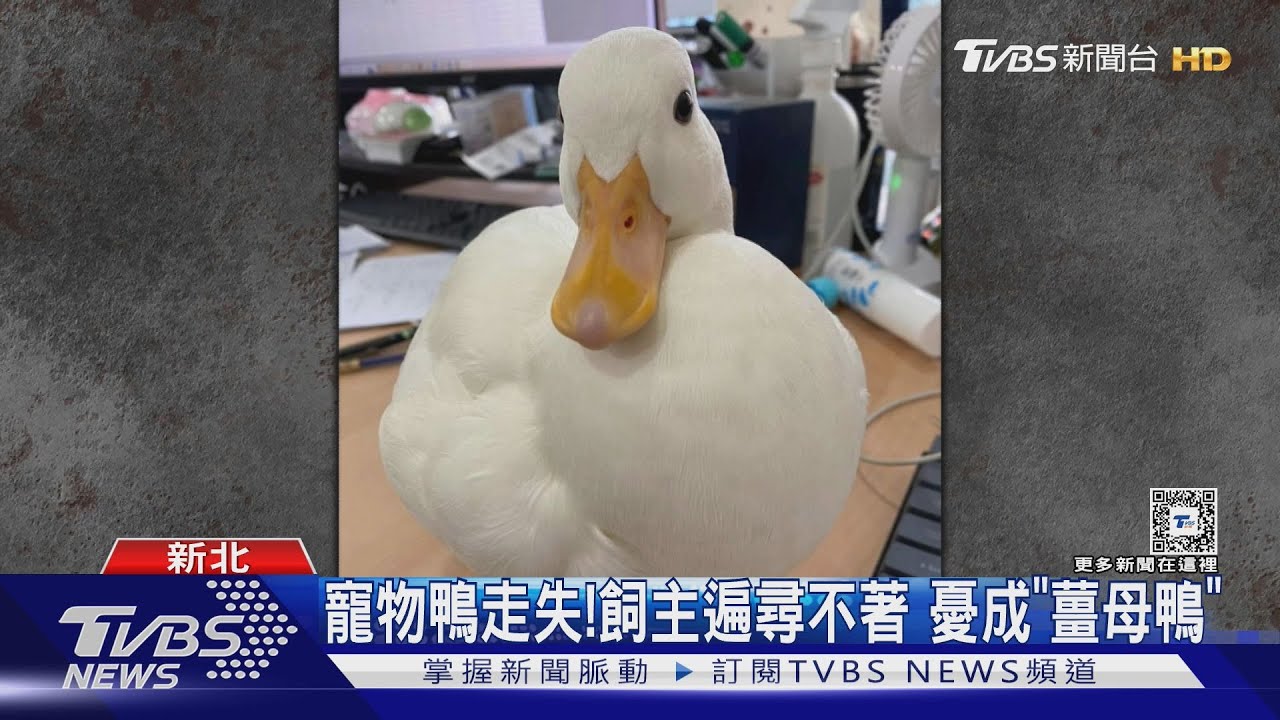 寵物鴨走失!飼主遍尋不著 憂成「薑母鴨」