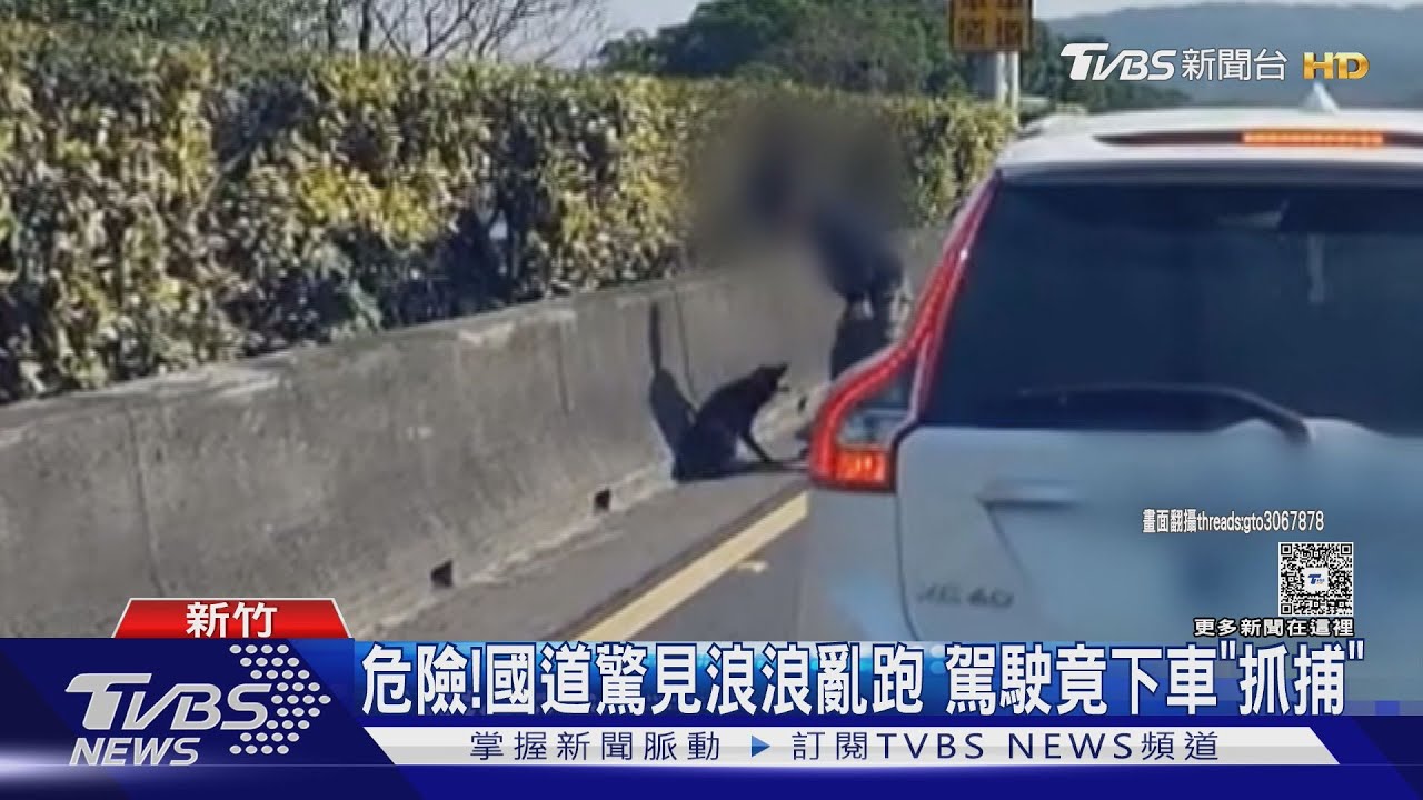 國道驚見小狗闖入!駕駛「直接停路中央」下車追 恐挨罰3.6萬