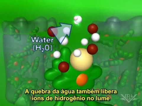 Fotossíntese: A Mágica Transformação da Luz em Energia Vital