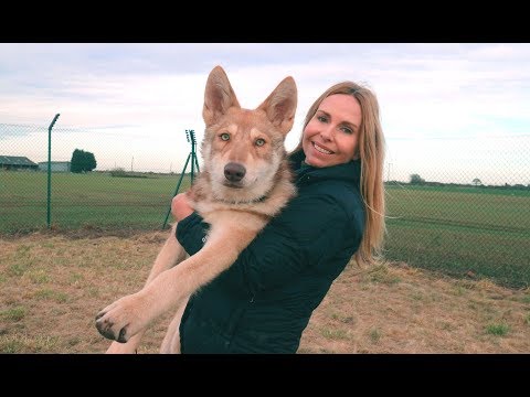 download lagu mp3 mp4 Saarlooswolfhond For Sale, download lagu Saarlooswolfhond For Sale gratis, unduh video klip Saarlooswolfhond For Sale