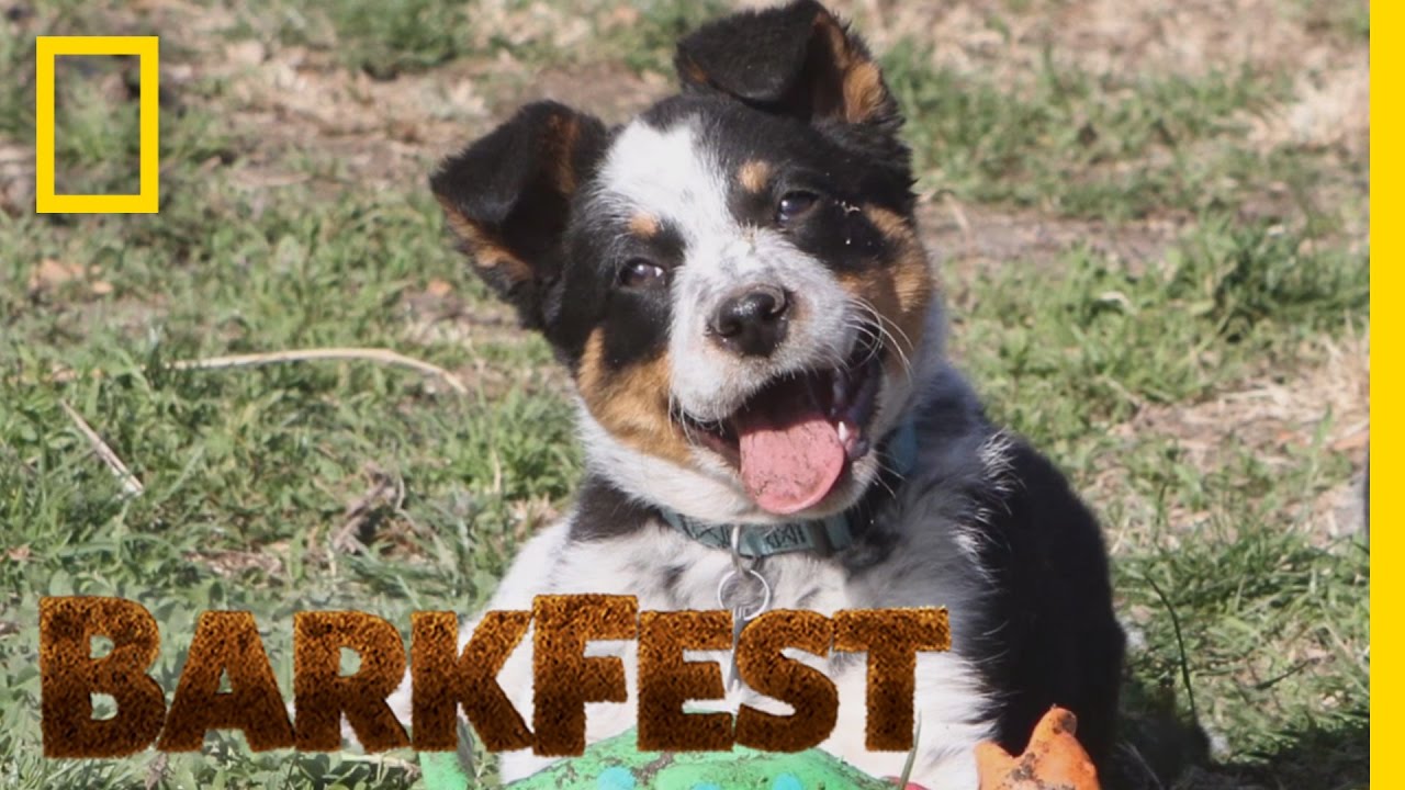 Top 3 Super Dogs | BarkFest