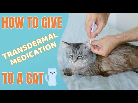 How to give Transdermal medication to a cat
