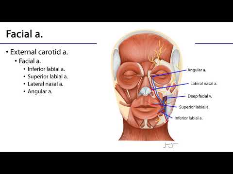 Face LO - Facial Vasculature