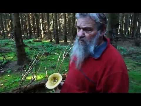 Ochre Brittlegill/ unusefull but common/ Mushroom Expert, Sten Larris