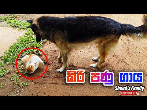 කිරි පණු ගාය l Kiri Panu Gaya l Sheed's Family