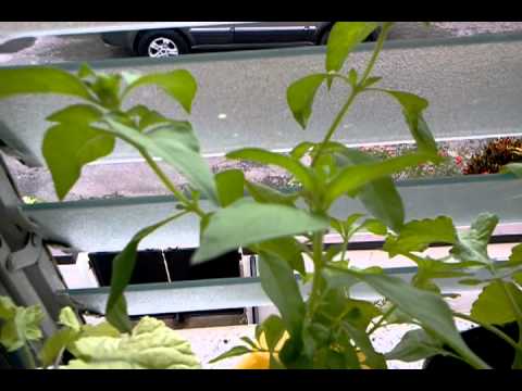 Hydroponics Adventure Series 34 (Part 1)