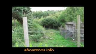 preview picture of video 'Gibbon enclosure in Monkey World, Ape Rescue Centre'