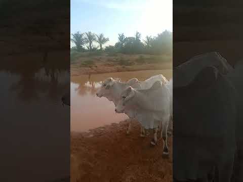 chuvas contribuem para o abastecimento das barragens povoado axixá Jatobá Maranhão