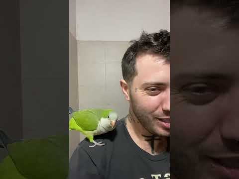 Parrot playfully mimics owner during toothbrushing time in San Jorge