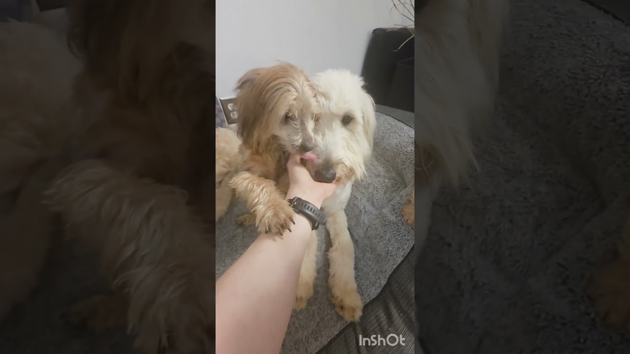 Shiloh, a Adoptable mixed breed in NYC, NY video 6/6